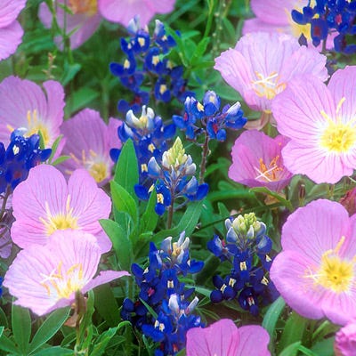 Showy Evening Primrose Seeds, Oenothera | American Meadows