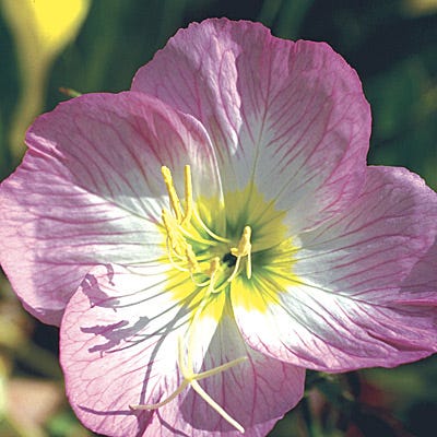 Showy Evening Primrose Seeds