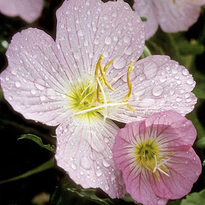 Showy Evening Primrose Seeds