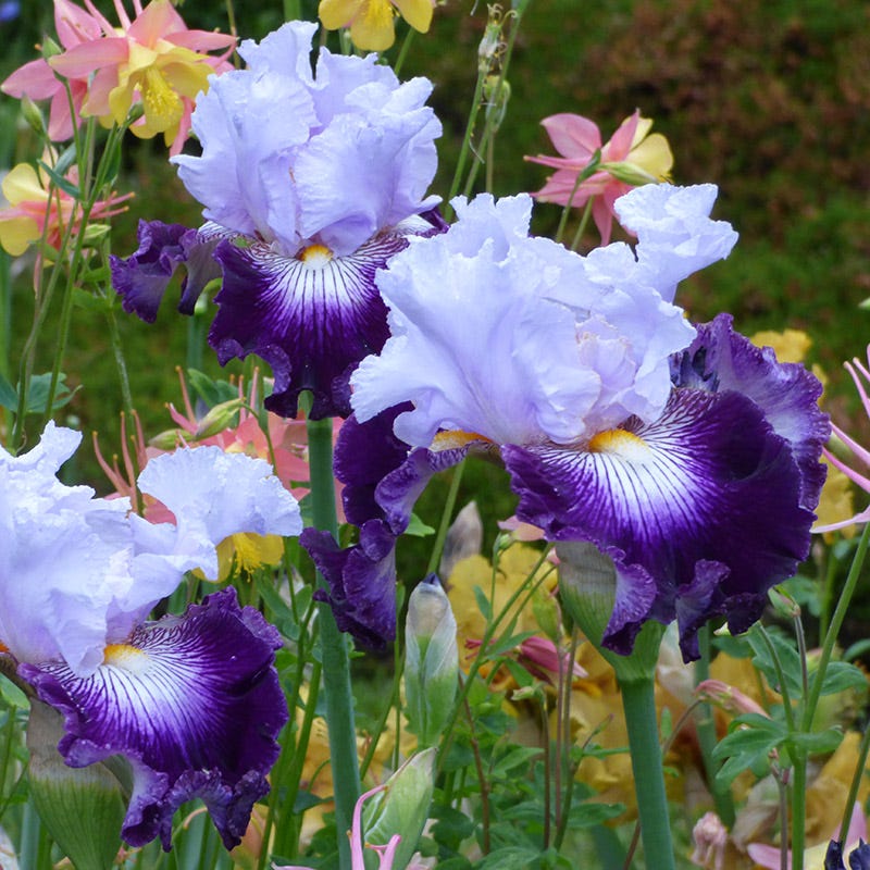 Off Topic Bearded Iris - Thumbnail 2