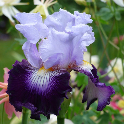 Off Topic Bearded Iris