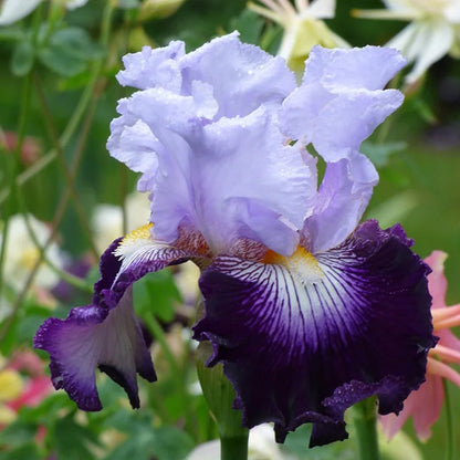Crystal Ball Bearded Iris Collection