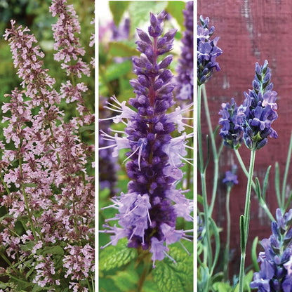 Oh Deer Plant Collection