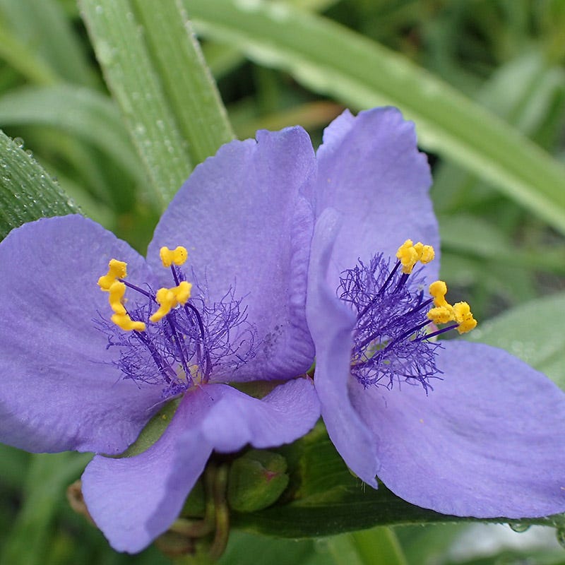 thumbnail image 2 of 100 Purple OHIO SPIDERWORT (Widows Tears / Bluejacket 2 of 9