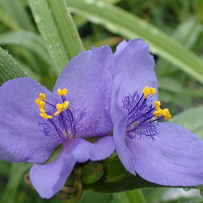 Wild Spiderwort