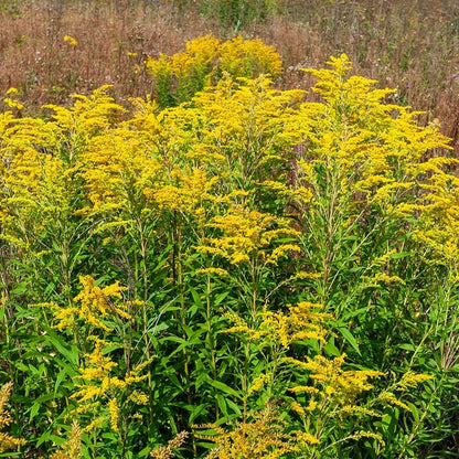 Old Field Goldenrod