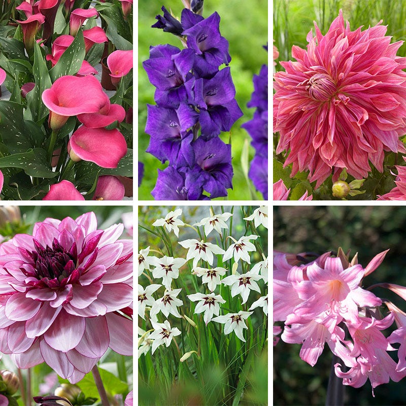 Ombre Bouquet Bulb Collection