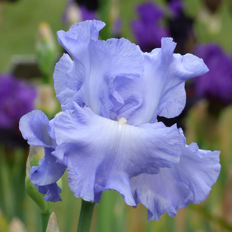 Open Ocean Reblooming Bearded Iris