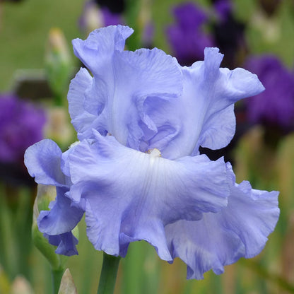 Open Ocean Reblooming Bearded Iris