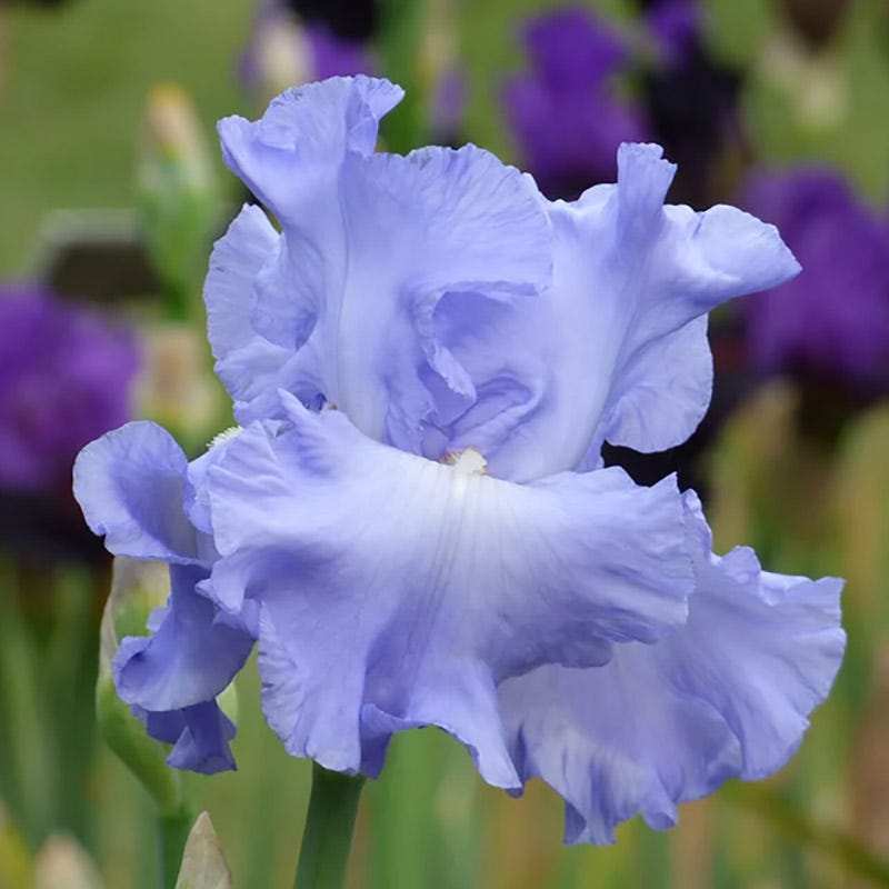 Coastal Blues Bearded Iris Collection
