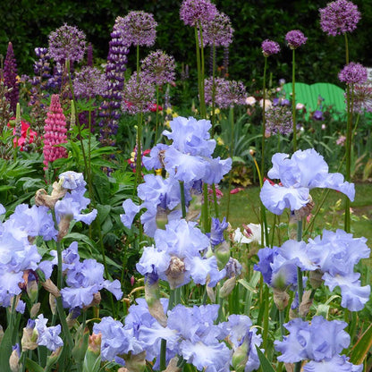 Open Ocean Reblooming Bearded Iris