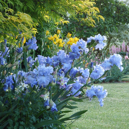 Open Ocean Reblooming Bearded Iris
