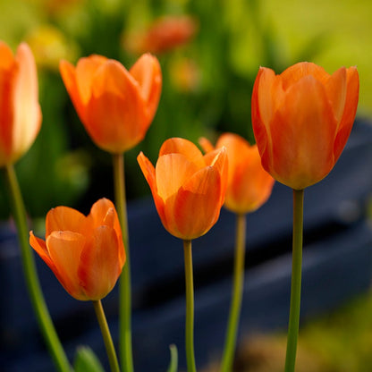 Orange Emperor Tulip