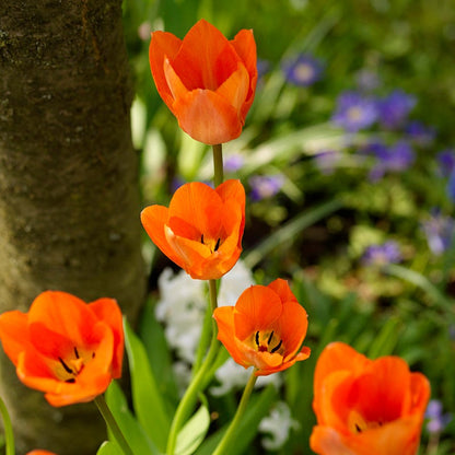 Orange Emperor Tulip