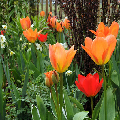 Orange Emperor Tulip