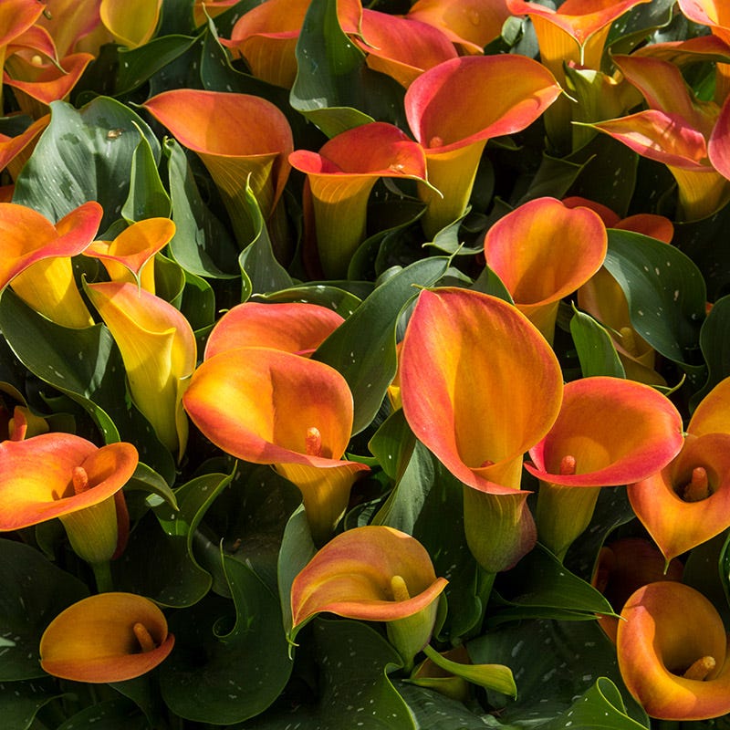 Jewelbox Calla Collection