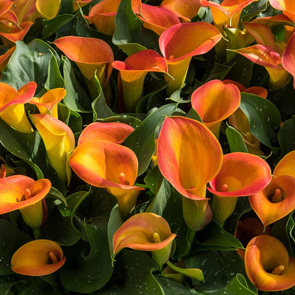 do you plant calla lilies in sun or shade Orange Pitcher Calla Lily, Zantedeschia