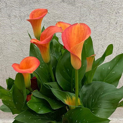 peace lily orange leaves Orange Pitcher Calla Lily, Zantedeschia