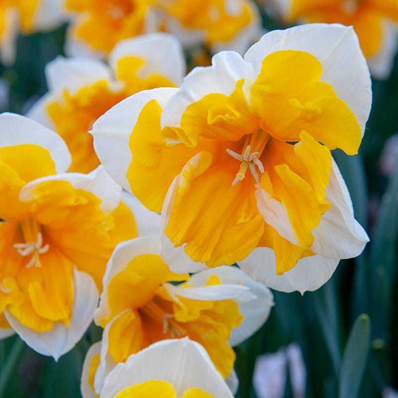 Citrus Daffodil Flower Bulb Collection
