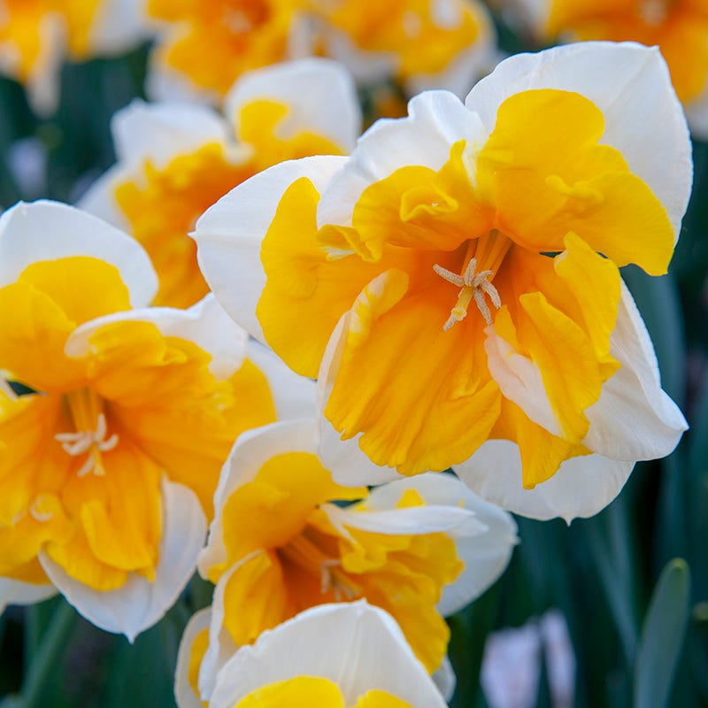 Orangery Butterfly Daffodil