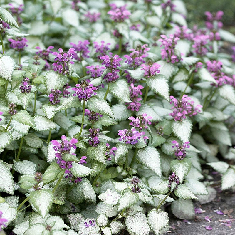 Patchwork Low Grow Lamium Collection