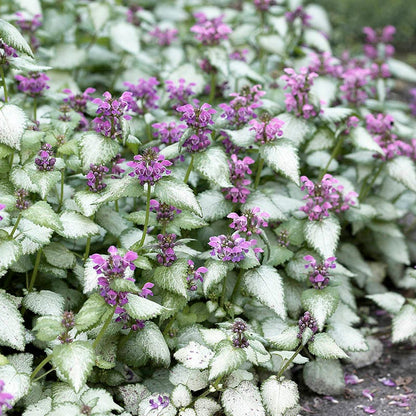 Dappled Shade Tapestry Lawn Plant Collection