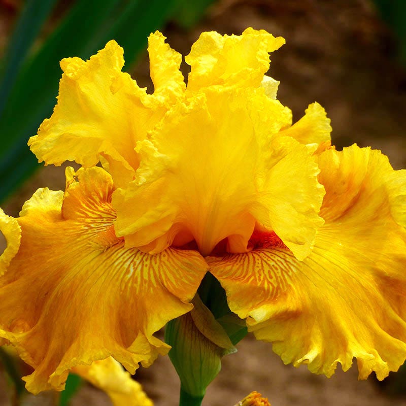 Oregon Firestorm Reblooming Bearded Iris