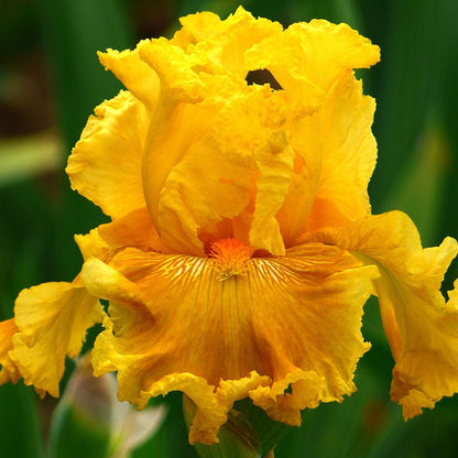 Rainbow Bearded Iris Collection