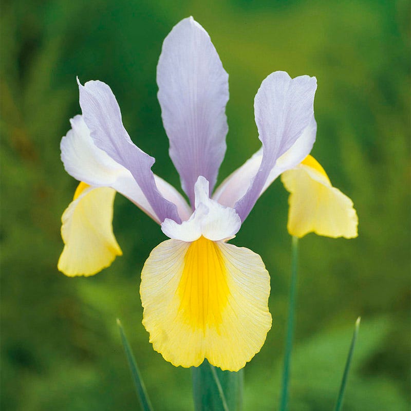 Deer Resistant Beauties Bulb Collection