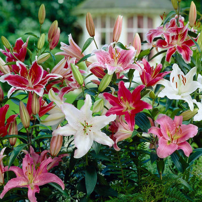 lily asiatic mix Oriental Lily Mix