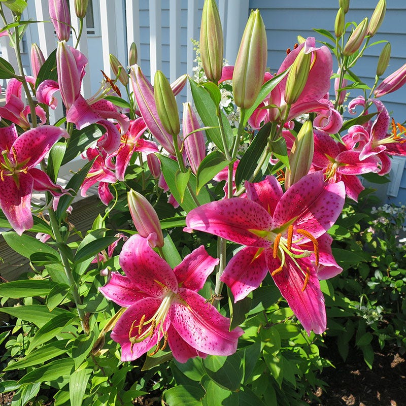 Stargazer Oriental Lily Bulbs, Lilium