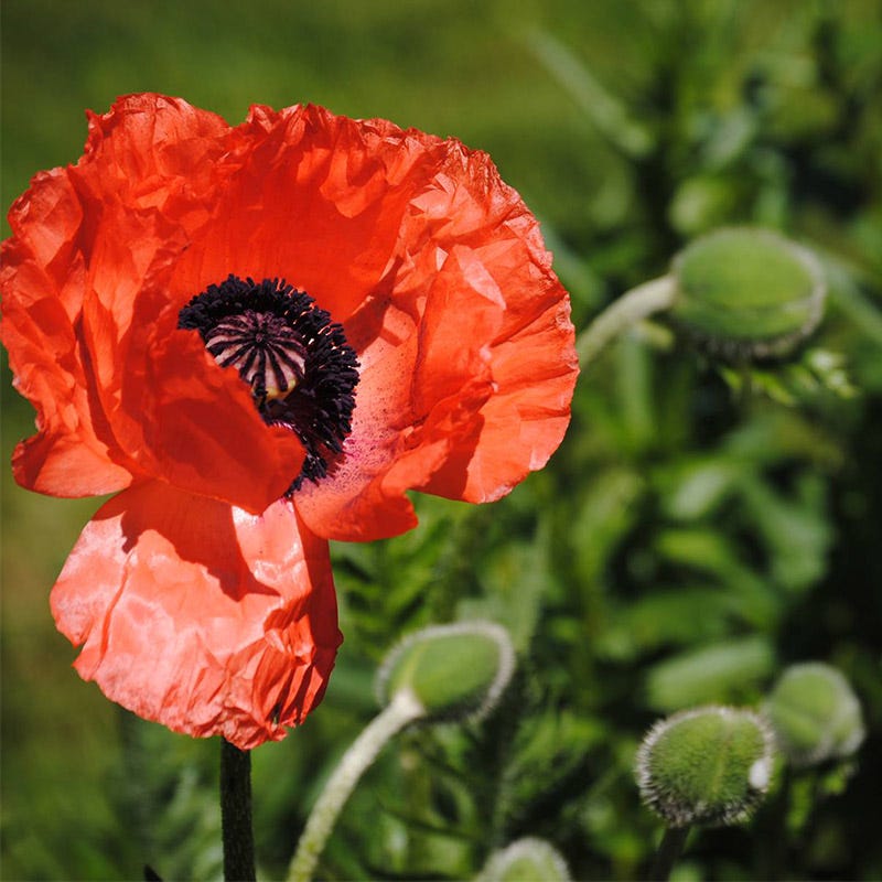 poppy seeds for planting near me Oriental Poppy Seeds, Papaver orientale