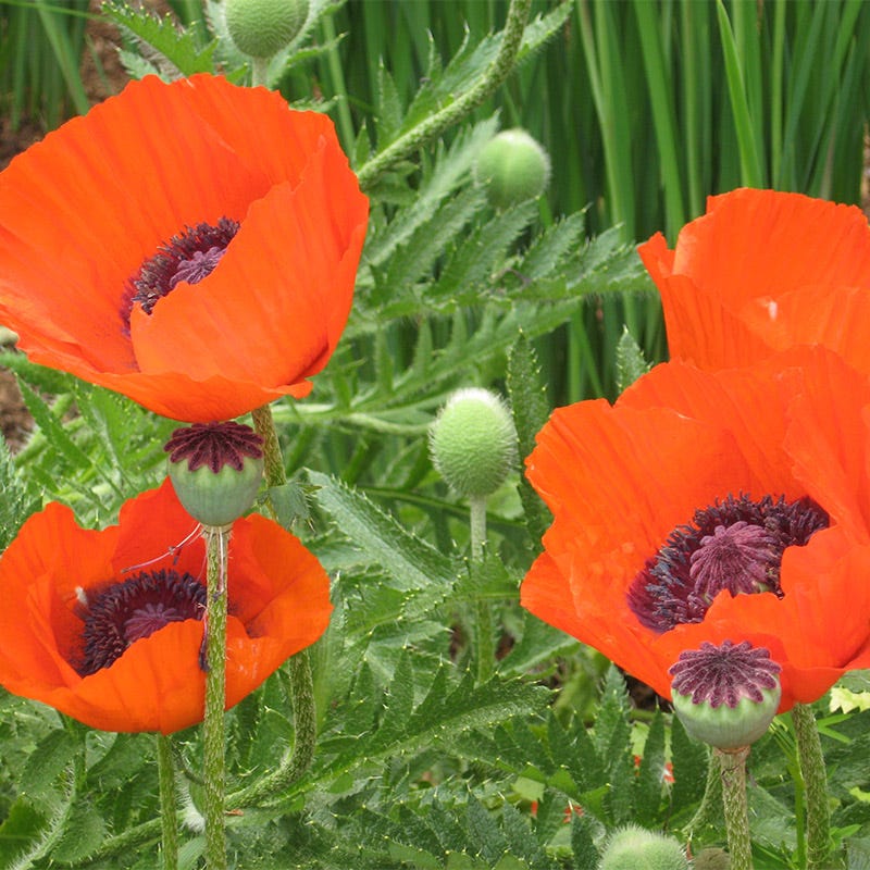 Oriental Poppy Seeds, Papaver orientale