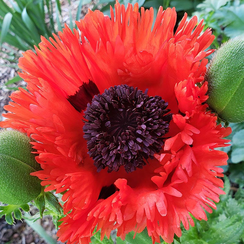 Turkenlouis Oriental Poppy
