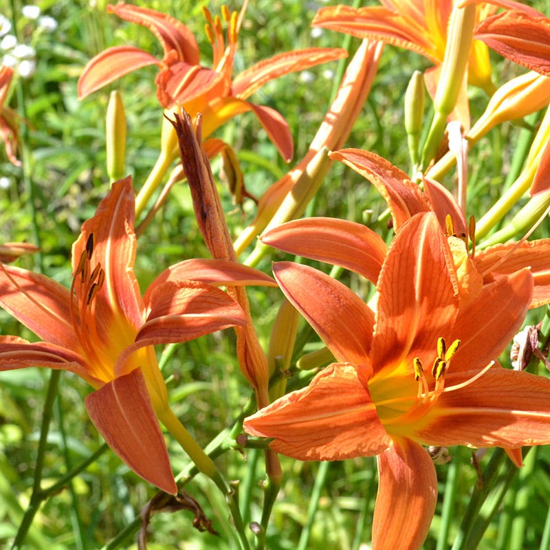 Easy Care Pre-Planned Garden