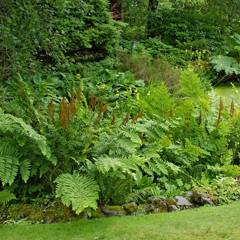 cinnamon fern plant Cinnamon Fern - Plant