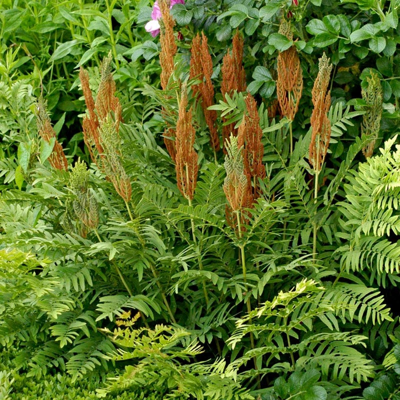 Cinnamon Fern
