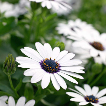 Cape Daisy Seeds
