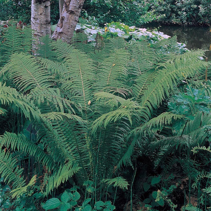 Ostrich Fern