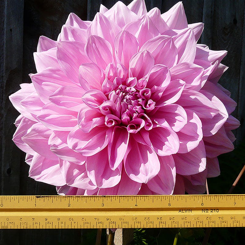 Otto's Thrill Dinner Plate Dahlia | American Meadows