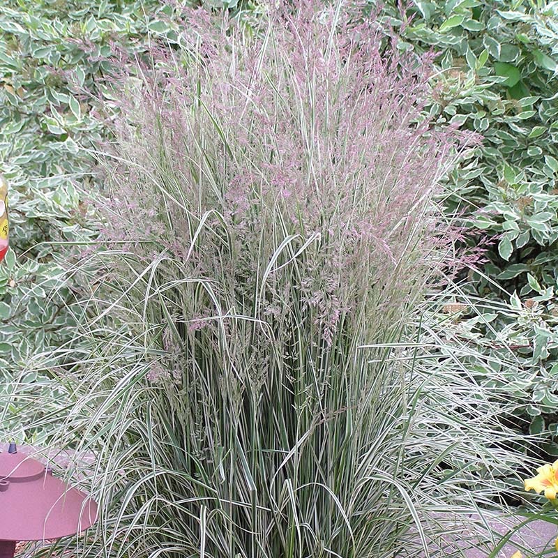 Overdam Feather Reed Grass, Calamagrostis | American Meadows