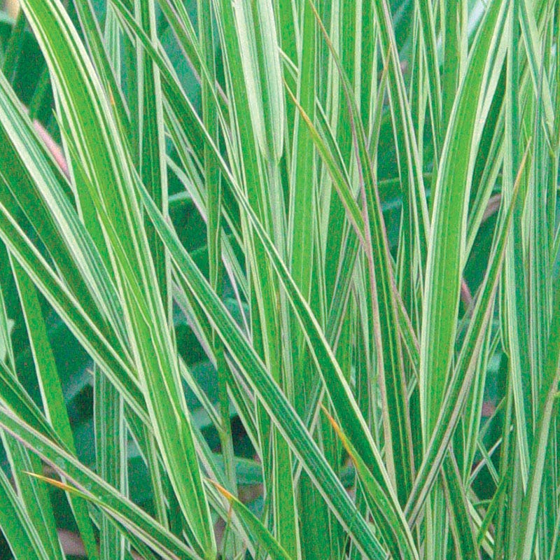 Overdam Feather Reed Grass