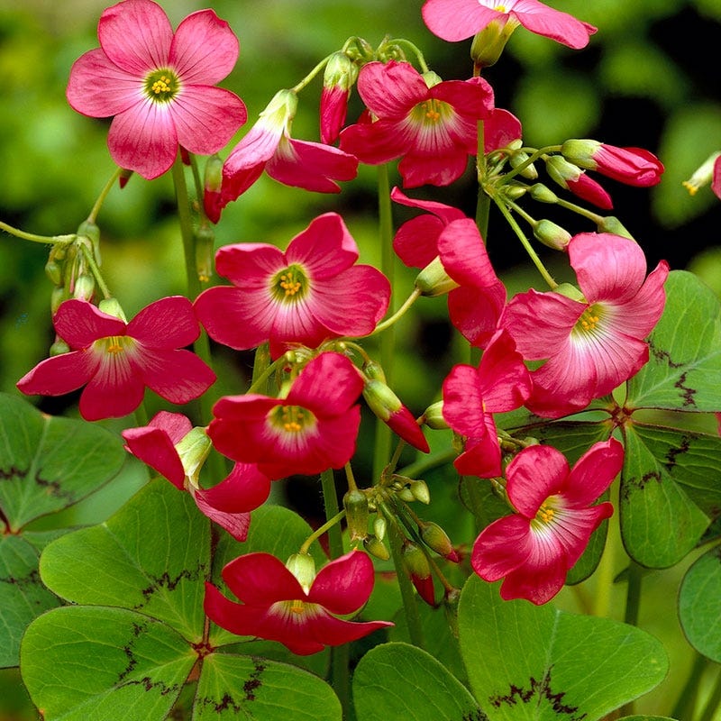 Pink Shamrock | Oxalis tetraphylla | Lucky Clover | American Meadows