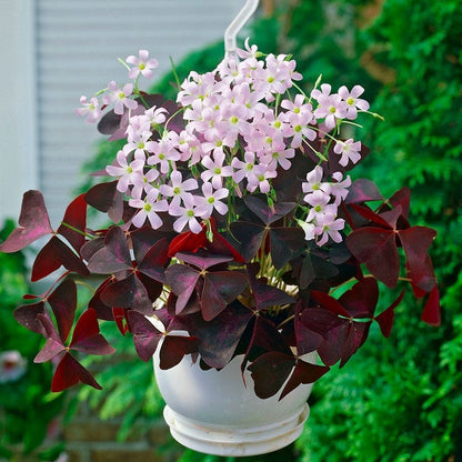 purple clover house plant Purple Shamrock | Oxalis triangularis