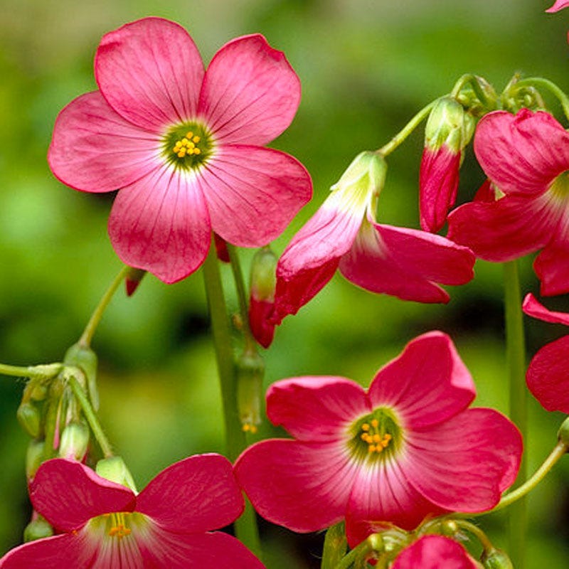 Pink Shamrock | Oxalis tetraphylla | Lucky Clover | American Meadows