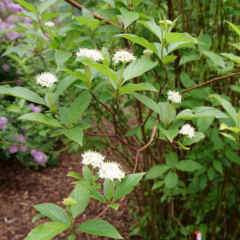 Arctic Fire® Dogwood, photo courtesy of Proven Winners®