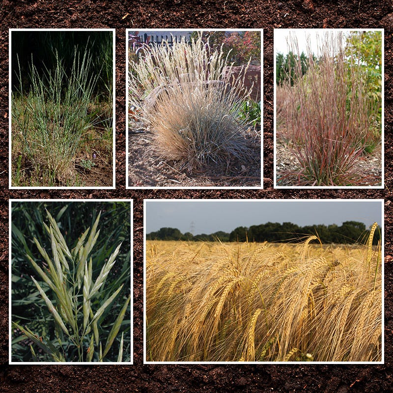 Pacific Northwest Native Grass Seed Mix