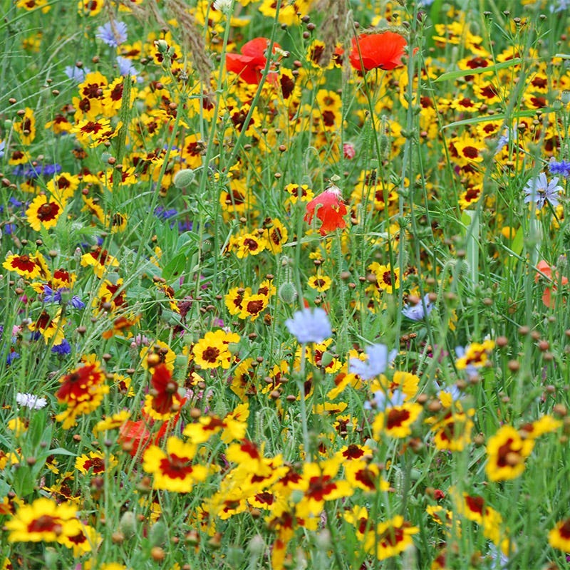 eastern washington wildflower seeds Washington Select Wildflower Seed Mix