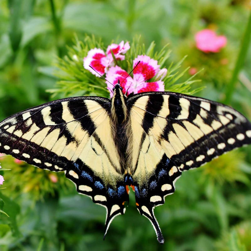 Pacific Northwest Pollinator Wildflower Seed Mix