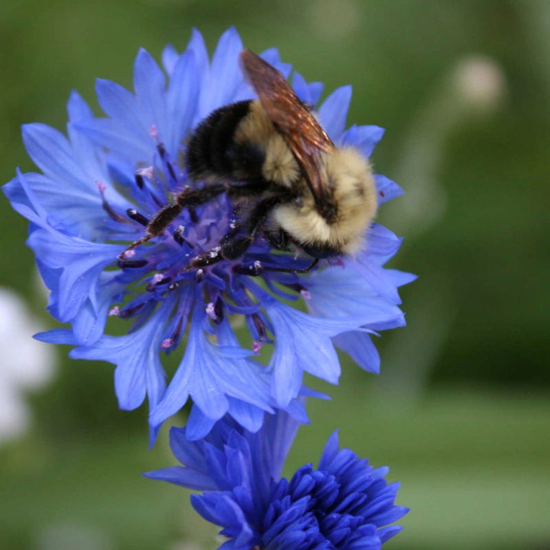 bulk wildflower seeds for bees Pacific Northwest Pollinator Wildflower Seed Mix